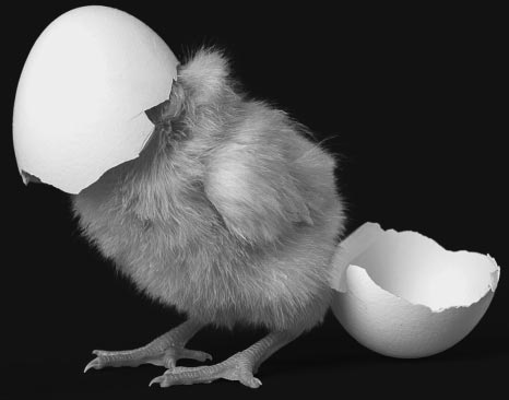 A hatching chic as it breaks out of its egg